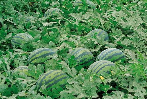 home吃瓜群,网络社交新现象背后的故事