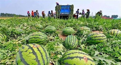 前台吃瓜河北,揭秘幕后真相