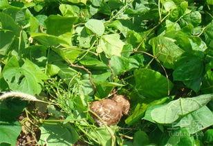 一种瓜叫土瓜怎么吃,解锁乡村瓜果的多样美味