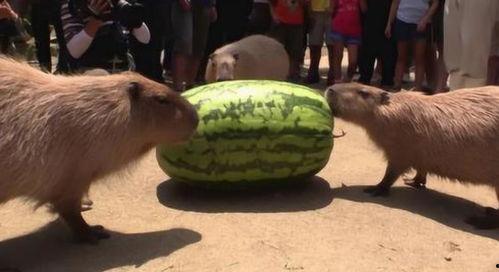 情感方面的吃瓜,揭秘娱乐圈情感风云录