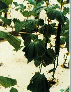 唐山秋瓜什么吃,探寻秋季美食的独特风味