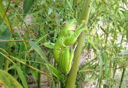 竹篱吃瓜,田园生活的诗意画卷