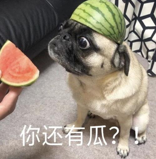 转头吃瓜表情包,揭秘网络表情包的魅力