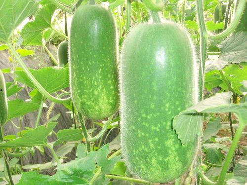 吃瓜精彩分享视频大全