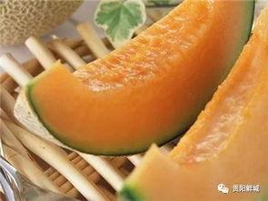 吃哈密瓜的感动,舌尖上的感动之旅