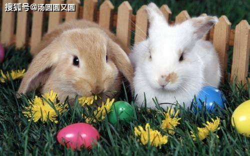 兔子吃不吃白瓜,白瓜是否成为它们的美食选择？