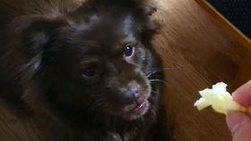 狗子天台吃瓜,揭秘宠物界的“网红”生活