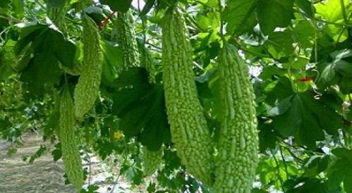 昆理工吃瓜事件,揭秘校园网络舆论风波