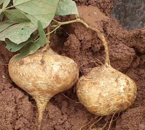 姨妈可以吃土瓜么,姨妈期间土瓜食用指南