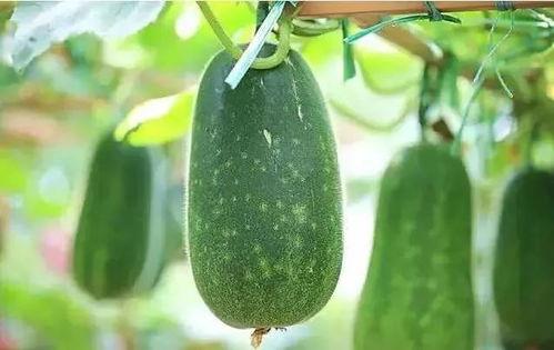 安可吃瓜文章,揭秘娱乐圈背后的那些事儿