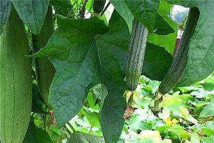 水瓜吃叶飞虫,探究生态平衡中的自然奇观