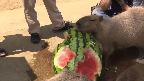 小水豚吃瓜,小水豚的夏日瓜果盛宴