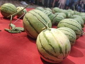 稻庄吃瓜,一场别开生面的吃瓜盛宴