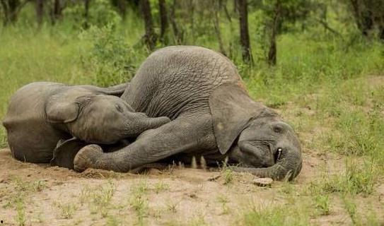 小象吃瓜视频,趣味横生的夏日美食之旅