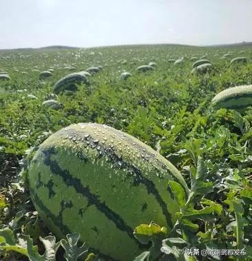 吃平湖的瓜,尽享夏日美味之旅