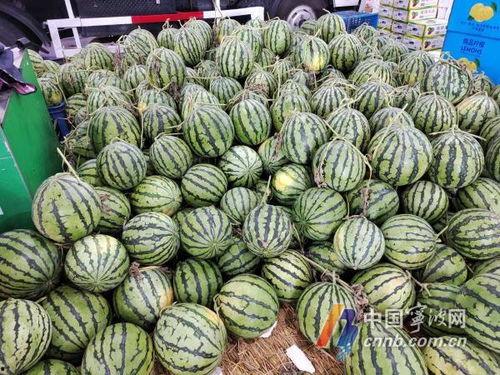 宁波高桥吃瓜,夏日吃瓜盛宴，感受地道乡村风情
