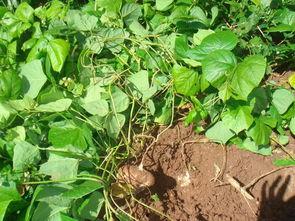 土瓜可以怎么吃,创意烹饪方法大盘点