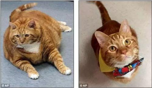 吃瓜大肥喵澳门,探寻美食与娱乐的完美融合