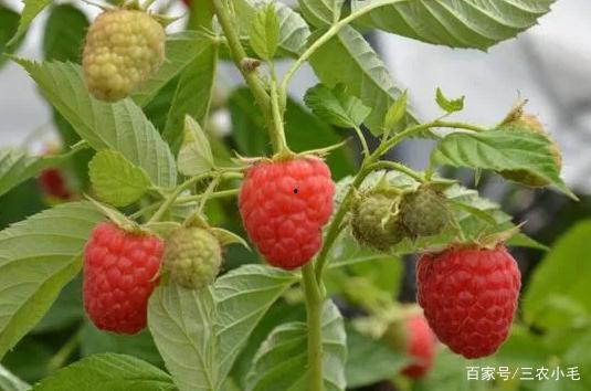 中立吃瓜 树莓奶冻,中立吃瓜者的甜蜜解压美食