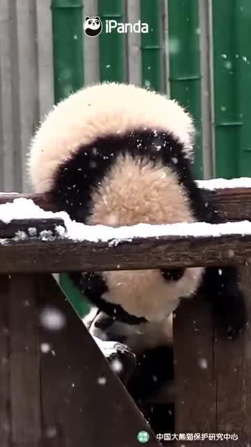 吃瓜小熊分手视频,甜蜜恋情告终，网友热议分手原因