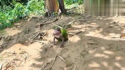 女吃瓜像猴子,揭秘现代版“猴子”的趣味生活