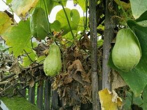 伏耳瓜怎么吃,探索美味与营养的完美融合