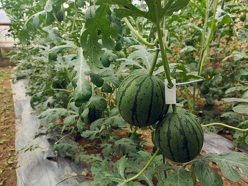 快点吃瓜全文,一场网络热传事件的背后真相