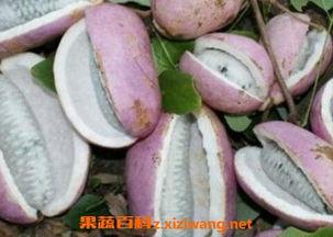 恩施昨天吃的什么瓜,探寻当地特色美食之旅