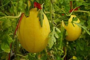 QQ黄吃瓜群,网络社交的另类现象