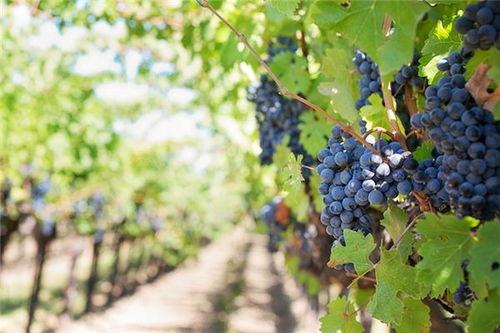 梦到吃莆瓜,探寻莆瓜的神秘魅力