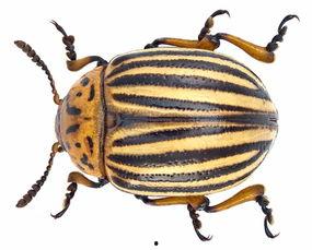 吃瓜的甲虫可什么,自然界的“水果爱好者”