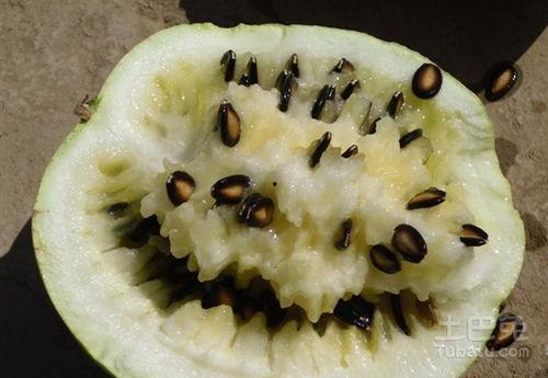 吃洗籽瓜文案,尽享清新口感，解锁健康美味新选择