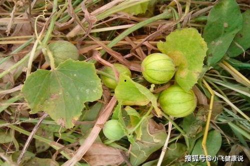 野田瓜怎么吃,解锁夏日清新美味