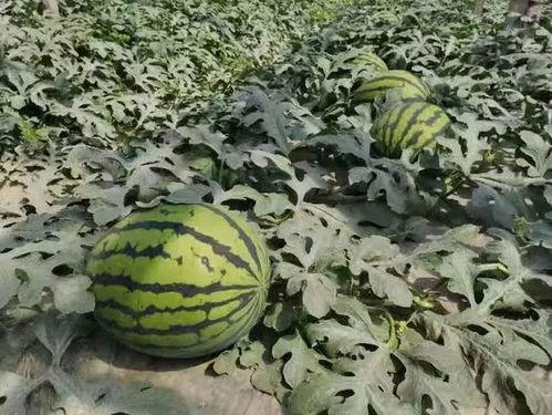 寿光西河吃瓜,瓜香四溢的夏日美食之旅