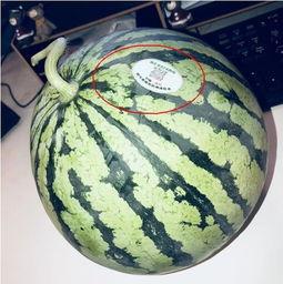 泰安网红吃瓜,揭秘网络红人的幕后故事