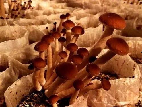 聚众吃瓜惊天大瓜视频,揭秘惊天大瓜背后的真相与幕后故事