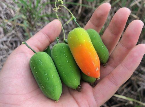 老鼠吃的瓜,探寻瓜类美食的独特魅力