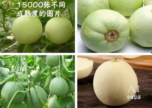 吃瓜吃福团,探寻美食与幸福的完美融合