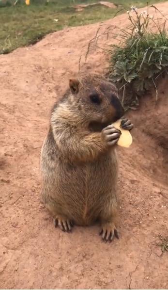 床底下吃瓜的土拨鼠,床底瓜香引出的土拨鼠趣事
