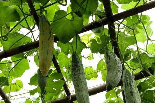 老鼠吃地里的瓜,揭秘老鼠偷吃地瓜之谜