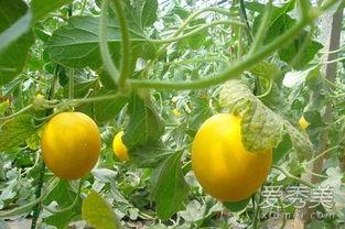 伊丽莎白瓜几月吃最甜,揭秘每月最佳口感甜度时