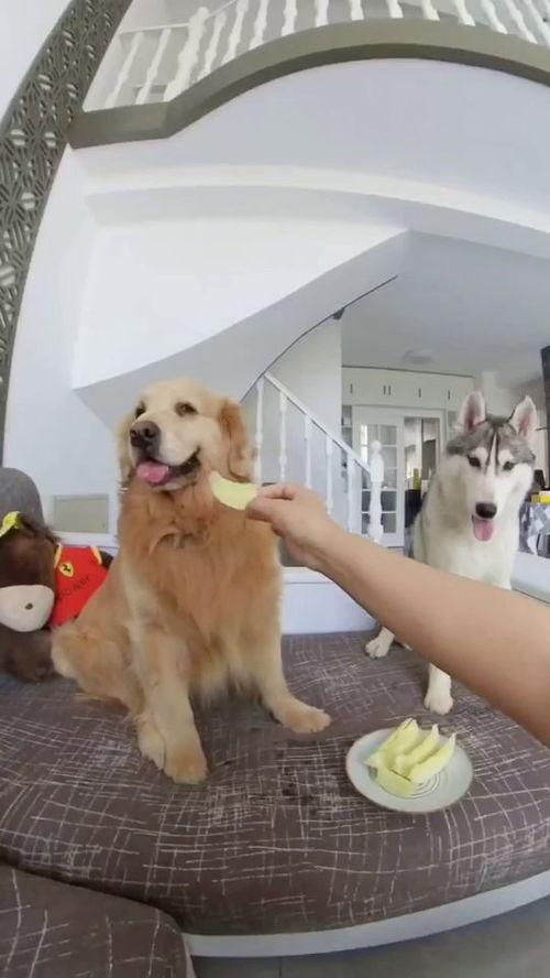 狗子在河里吃瓜