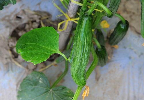 吃挂瓜,探寻传统小吃的新风味