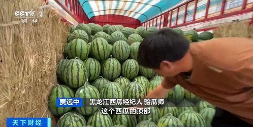 现在吃瓜行情如何,揭秘当下热门吃瓜话题