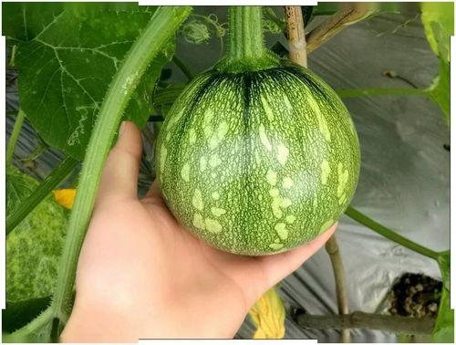 小酒窝吃瓜,揭秘娱乐圈那些不为人知的幕后故事