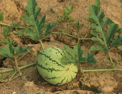 马林瓜能长吃吗,长期食用的健康益处与注意事项