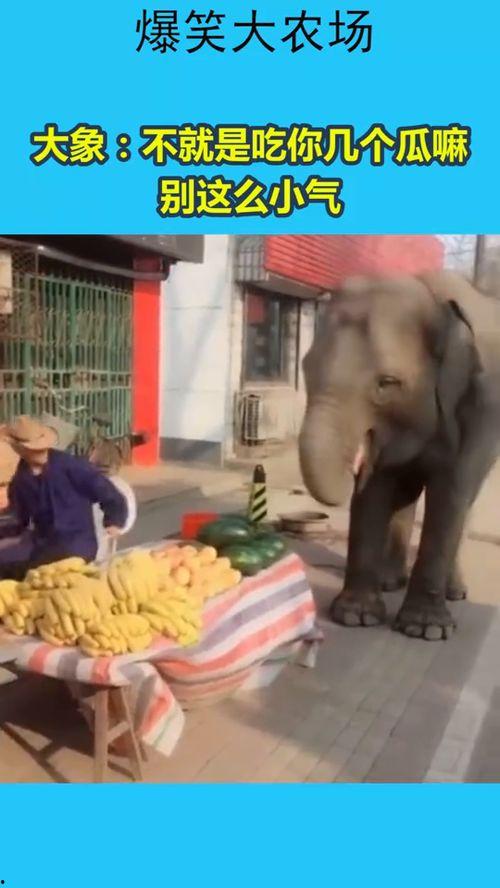 看大象吃瓜,揭秘动物界的悠闲生活